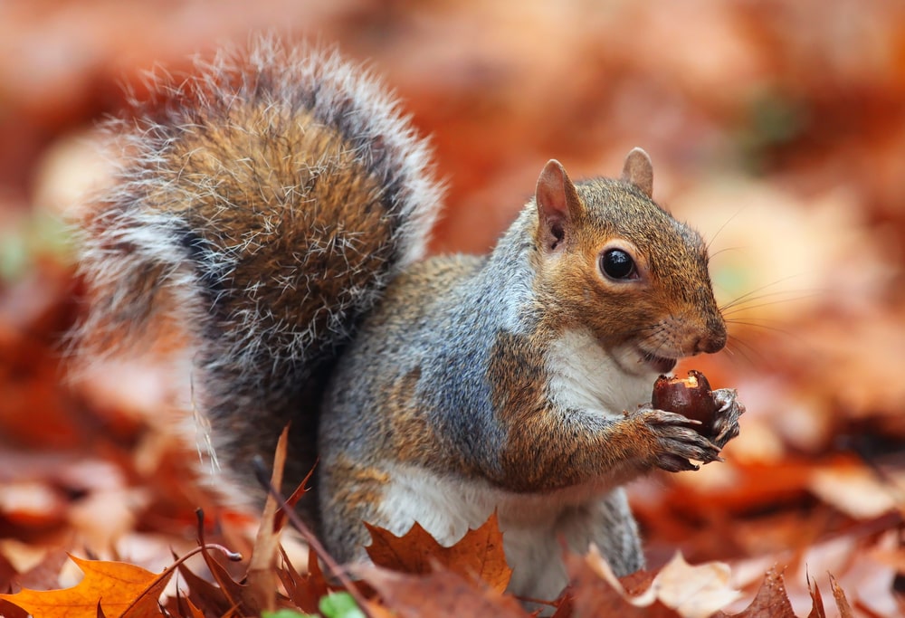 Autumn Breaks