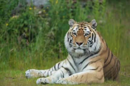 Dublin Zoo